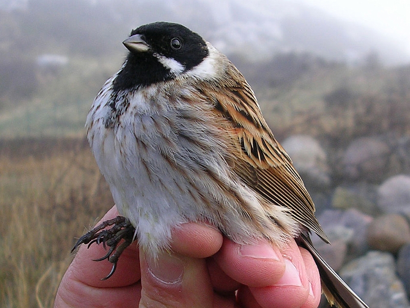 Common Reed Bunting, Sundre